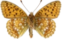 : Argynnis niobe.