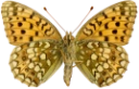 : Argynnis niobe.