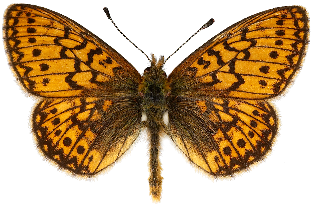 : Boloria eunomia.