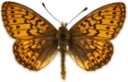 : Boloria eunomia.