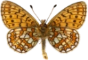 : Boloria eunomia.