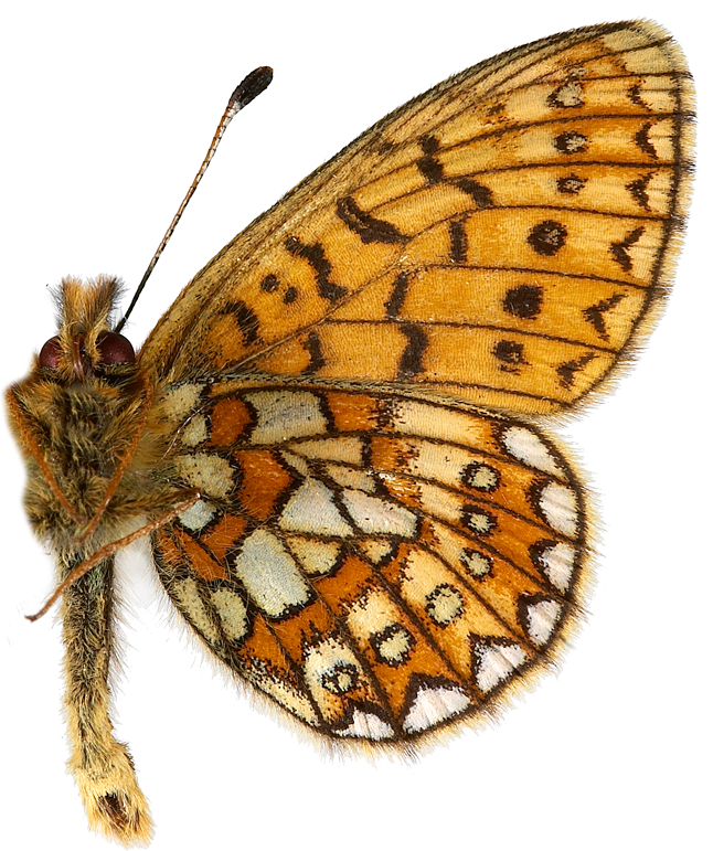 : Boloria eunomia.