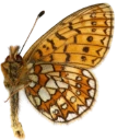 : Boloria eunomia.