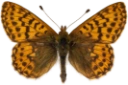 : Boloria chariclea.