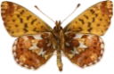 : Boloria chariclea.