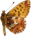 : Boloria chariclea.