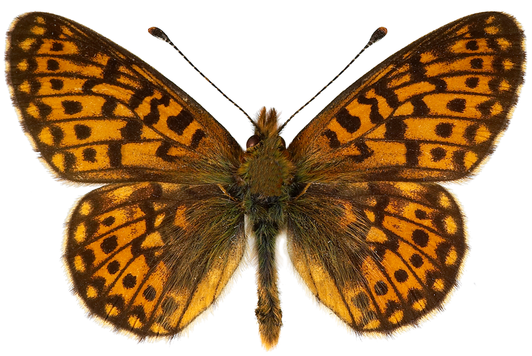 : Boloria euphrosyne.