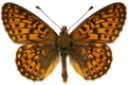 : Boloria euphrosyne.