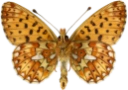 : Boloria euphrosyne.