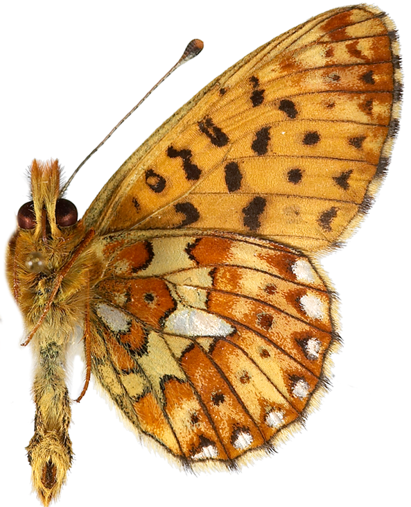 : Boloria euphrosyne.