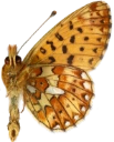 : Boloria euphrosyne.