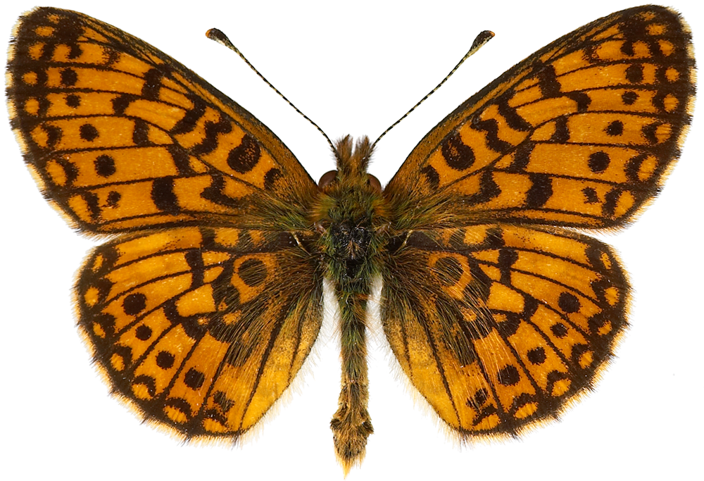 : Boloria selene.