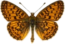 : Boloria selene.