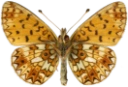 : Boloria selene.