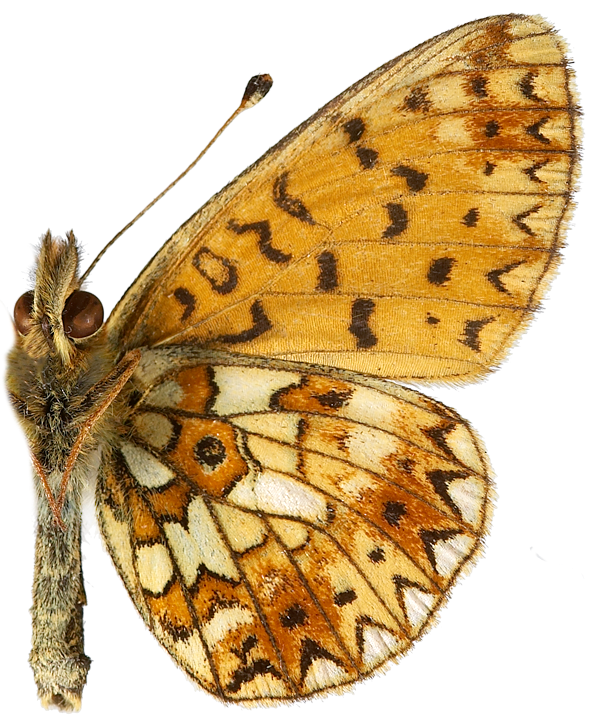 : Boloria selene.