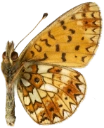 : Boloria selene.