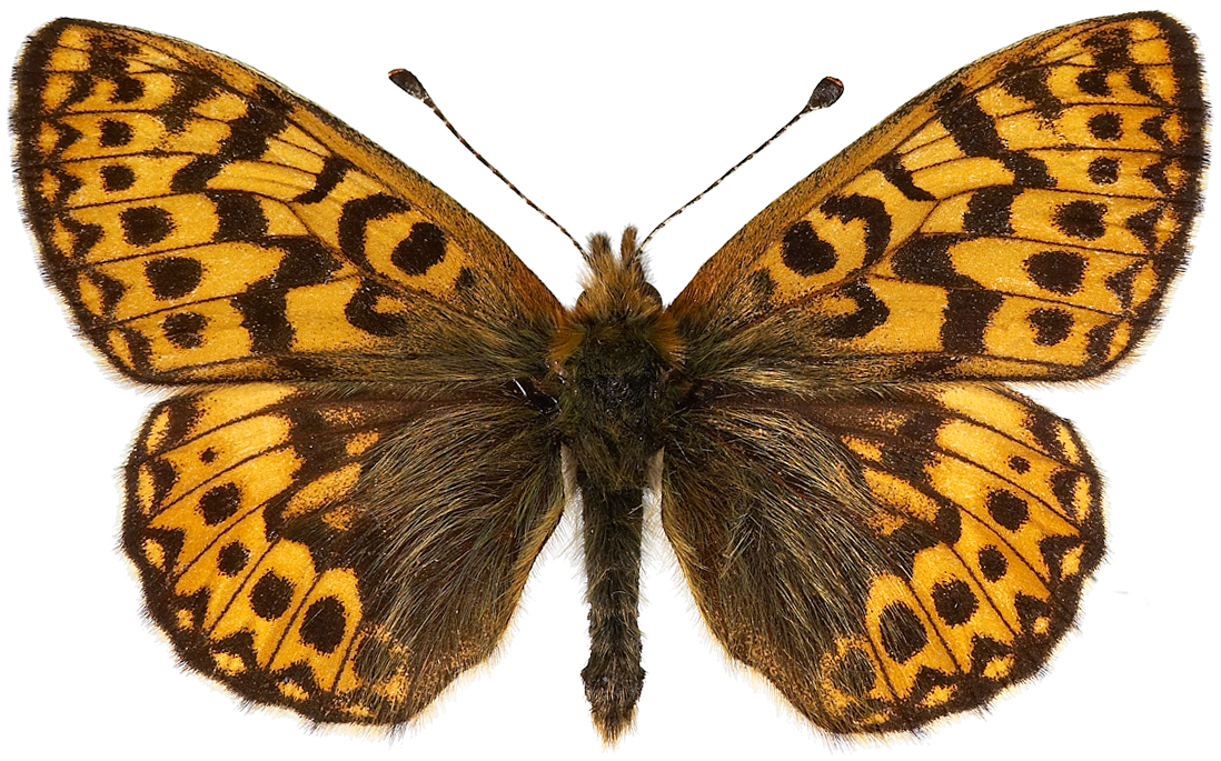 : Boloria freija.