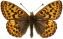 : Boloria freija.