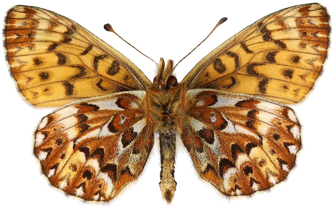 : Boloria freija.