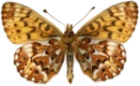 : Boloria freija.