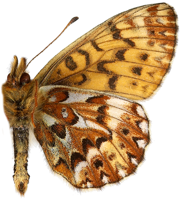 : Boloria freija.