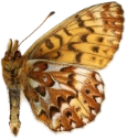 : Boloria freija.