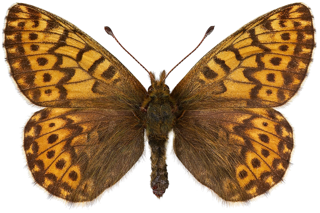 : Boloria polaris.