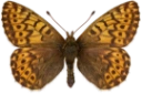 : Boloria polaris.