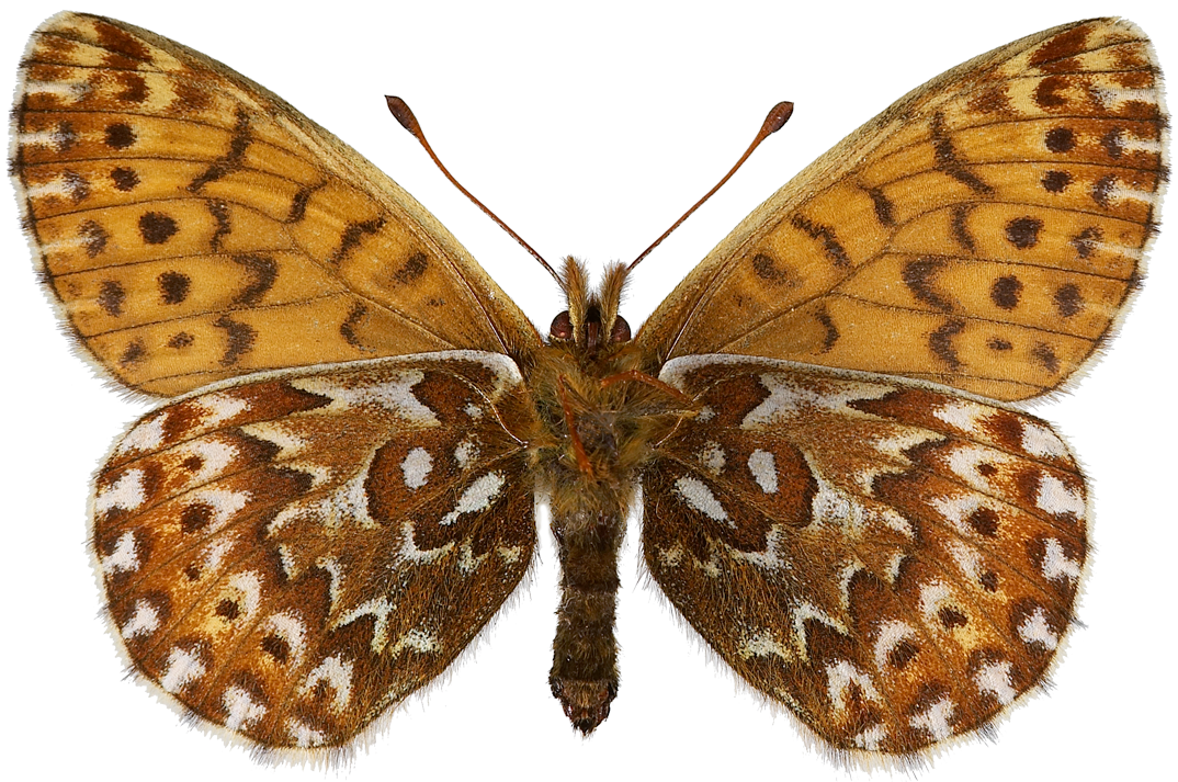 : Boloria polaris.