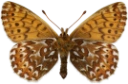 : Boloria polaris.