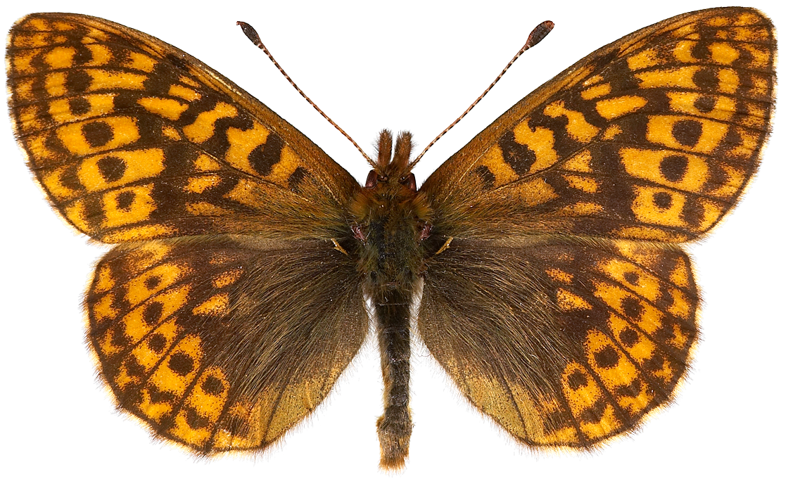 : Boloria frigga.