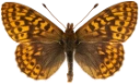 : Boloria frigga.