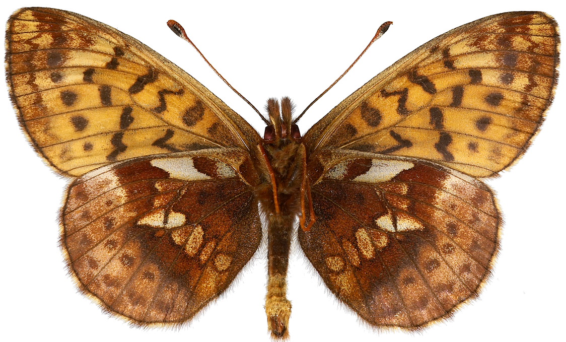 : Boloria frigga.