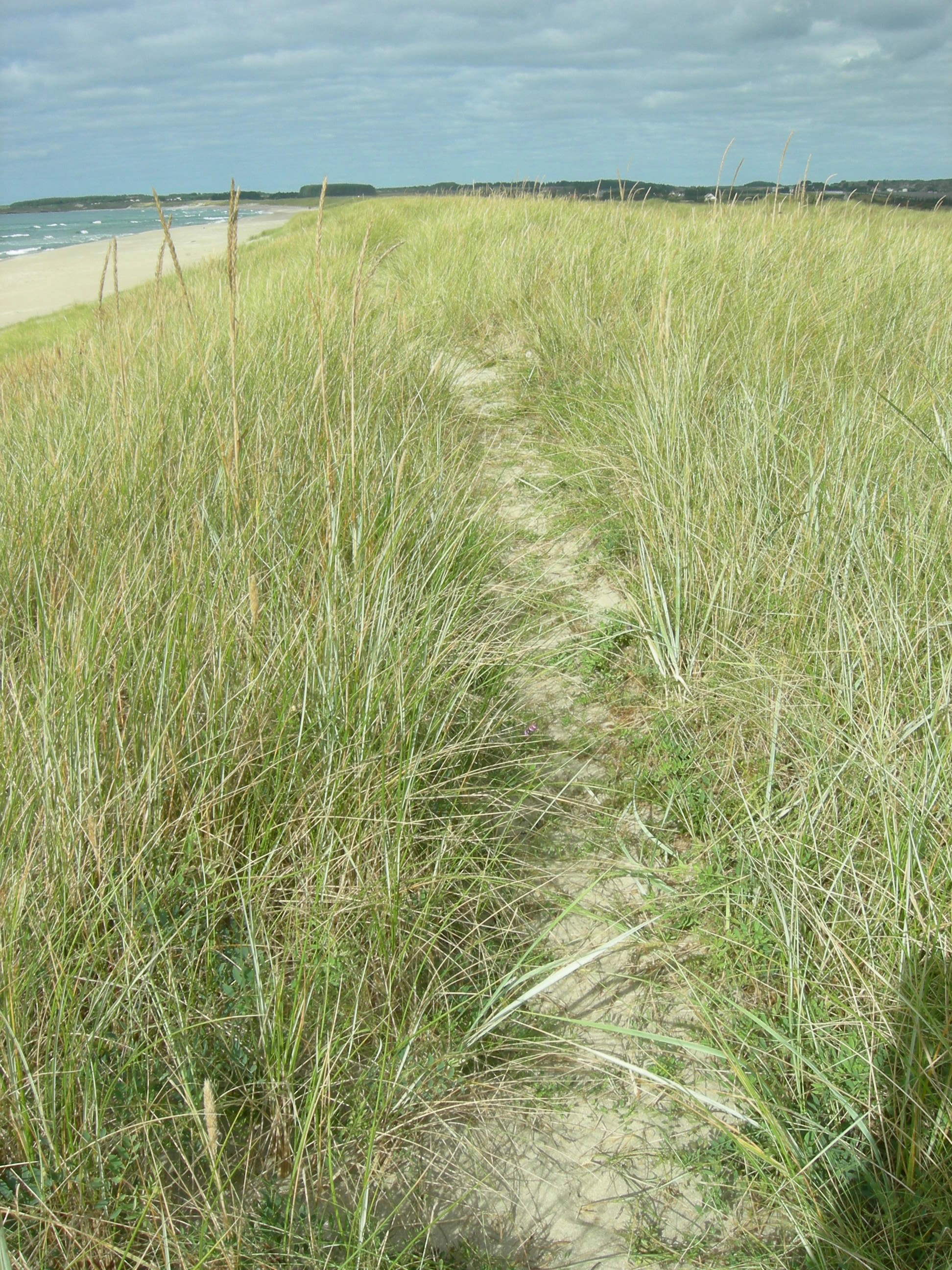 : Ammophila arenaria.