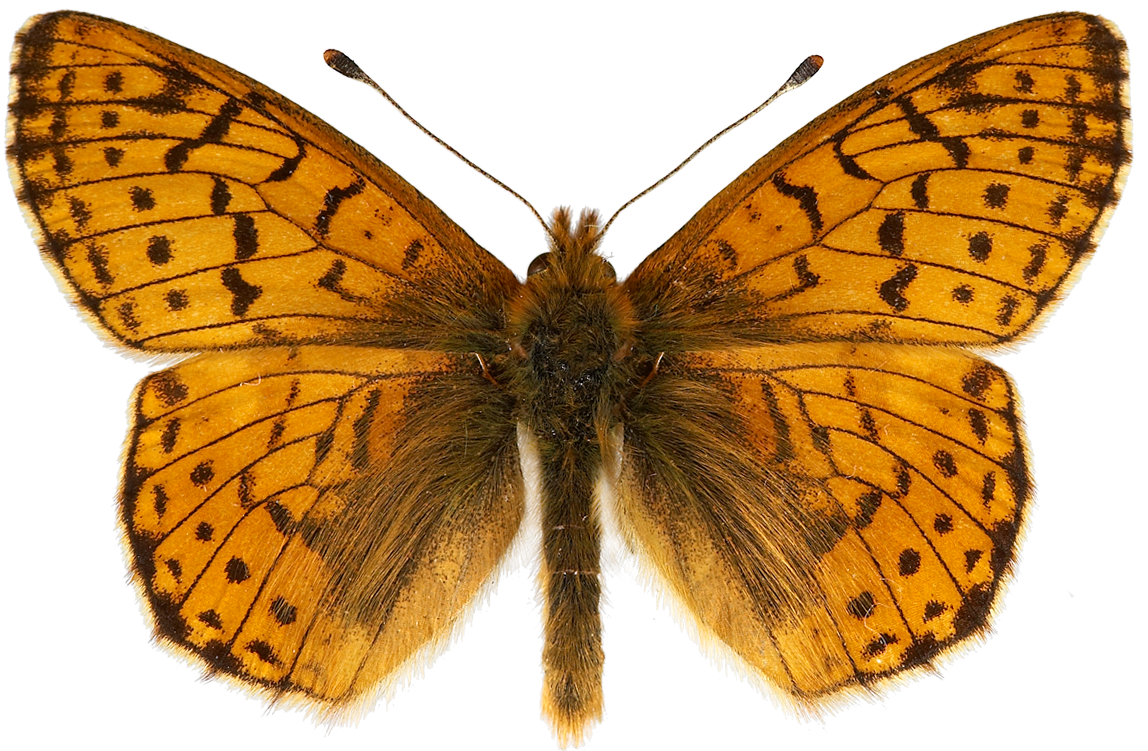 : Boloria napaea.