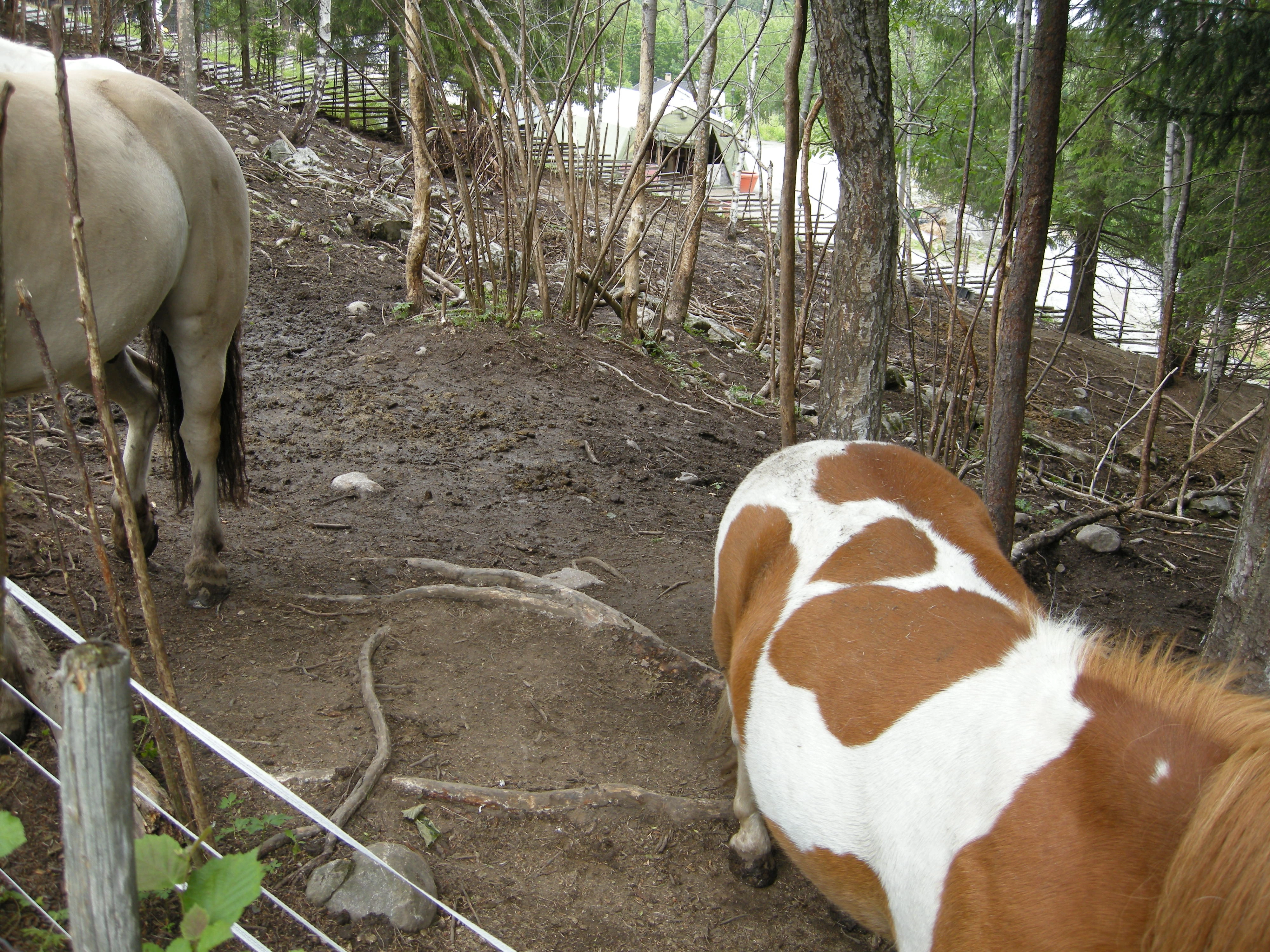 7JB-BT Beitetrykk. : Equus ferus caballus.