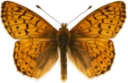 : Boloria napaea.