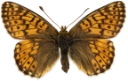 : Boloria napaea.