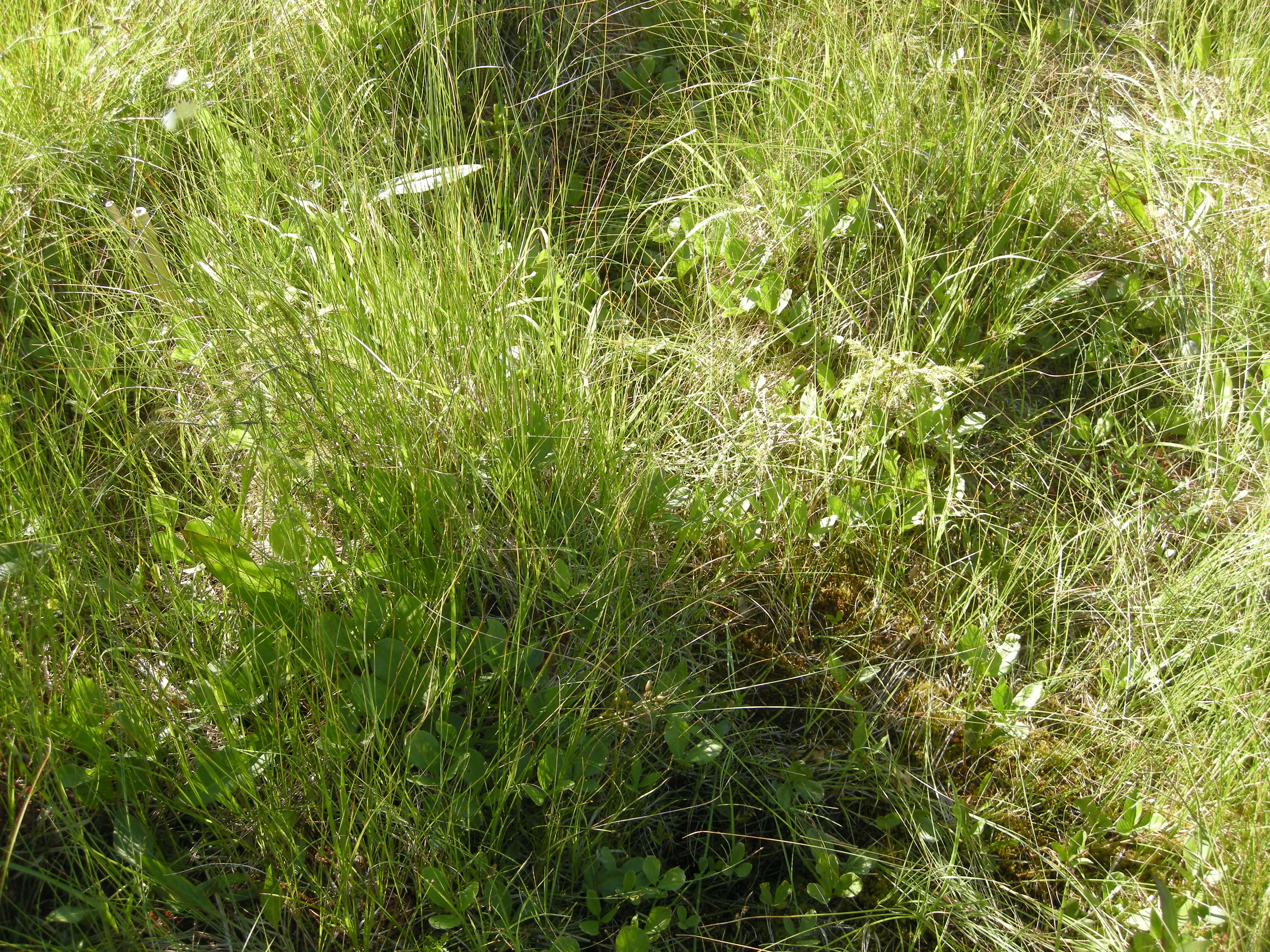 : Carex appropinquata. 7RA-SM-2 suksesjonsfase.