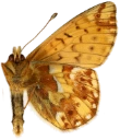 : Boloria napaea.