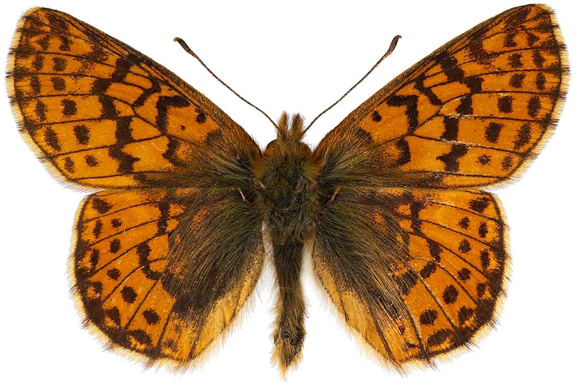 : Boloria aquilonaris.