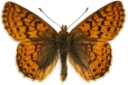 : Boloria aquilonaris.