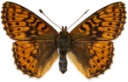 : Boloria aquilonaris.