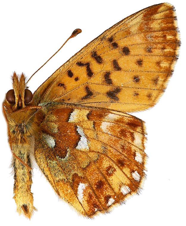 : Boloria aquilonaris.