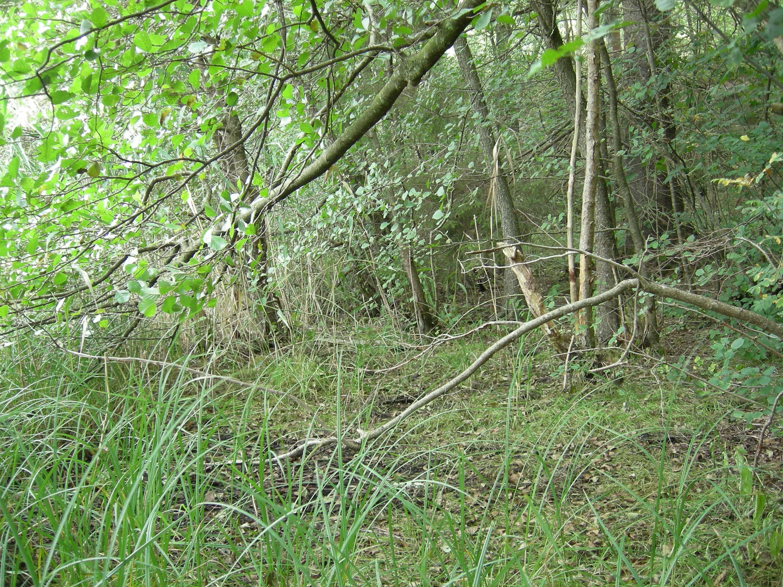 T30 Flomskogsmark. : Carex vesicaria. : Alnus glutinosa.