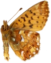 : Boloria aquilonaris.