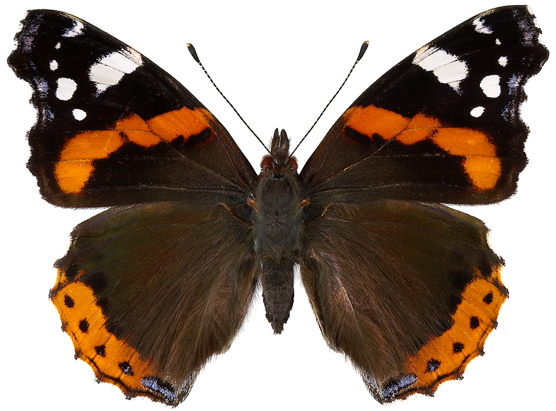 : Vanessa atalanta.