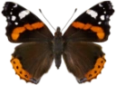 : Vanessa atalanta.