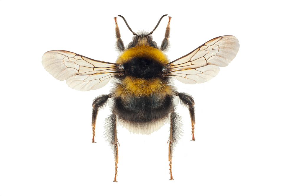 : Bombus jonellus.