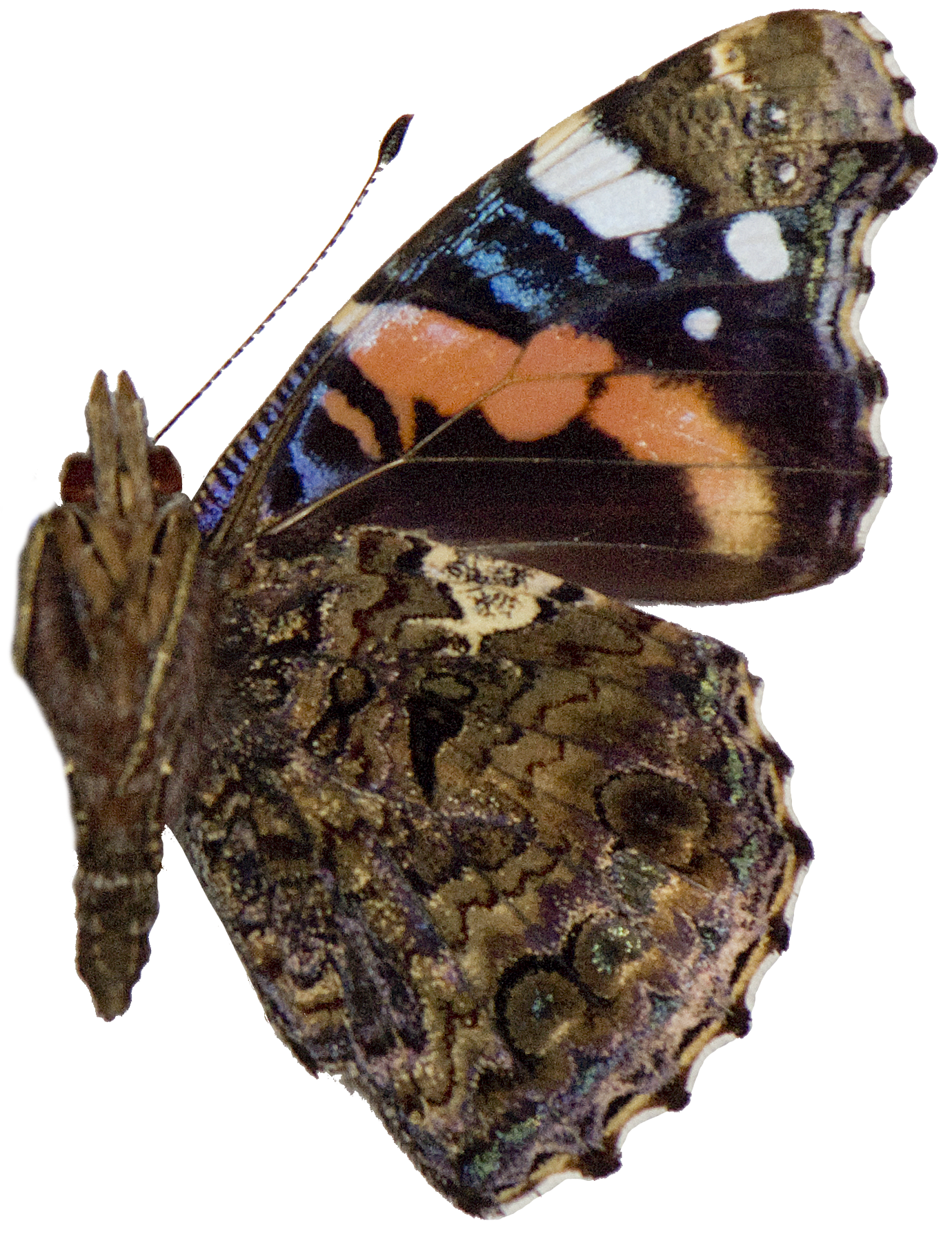 : Vanessa atalanta.